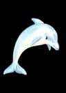 Dazzling Dolphins